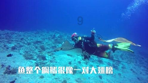 小猪佩奇饲养员